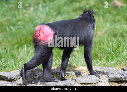 Sulawesi Crested black macaque (Macaca nigra) displaying pink bottom Stock Photo