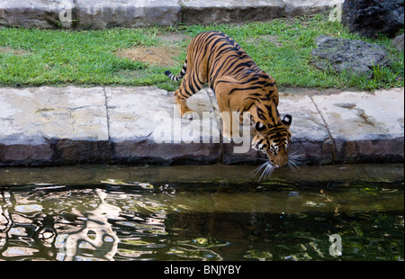 TIGER DRINKING WATER FROM A POND Stock Photo