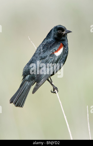 Tricolored Blackbird Stock Photo