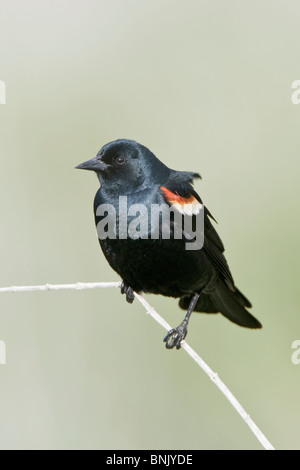 Tricolored Blackbird Stock Photo