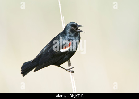 Singing Tricolored Blackbird Stock Photo