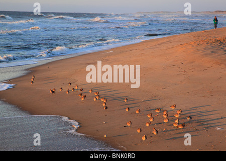 Shorebirds and woman walking on the beach at sunrise, Cape Hatteras National Seashore, Outer Banks, Buxton, North Carolina, USA Stock Photo