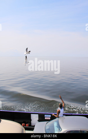 Passenger feeds seagulls on Cedar Island to Ocracoke Ferry, Pamlico Sound, North Carolina, USA Stock Photo