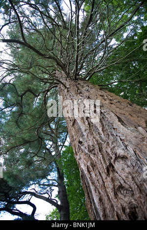 A Redwood Sequoiadendron Giganteum tree in Sheffield park Garden. Stock Photo