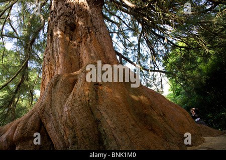 The base of a Redwood Sequoiadendron Giganteum tree in Sheffield park Garden. Stock Photo