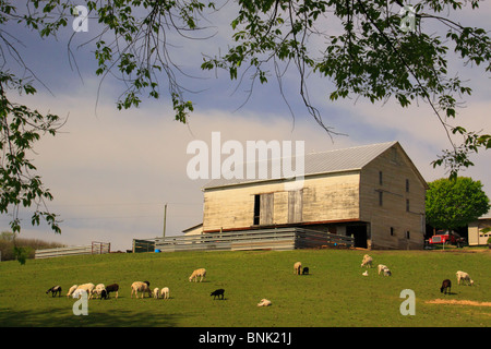 Sheep on Farm in Bridgewater, Shenandoah Valley, Virginia, USA Stock Photo