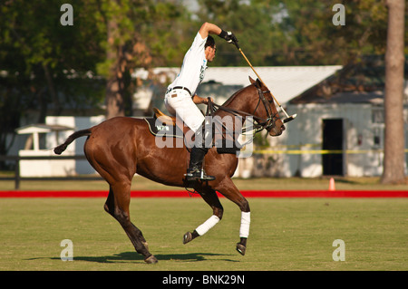 Horses and players at the Houston Polo Club, houston, texas. Stock Photo