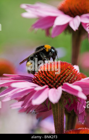 Bumble bee, bombus lucorum, feeding on an echinacea purpurea flower in an english garden Stock Photo