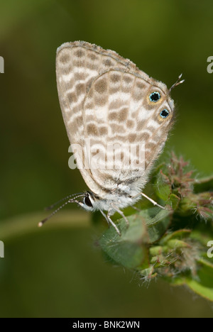 Lang's Short Tailed Blue (Leptotes pirithous) Stock Photo