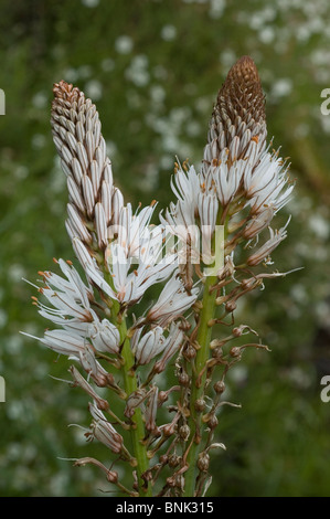 White asphodel (Asphodelus albus) Stock Photo