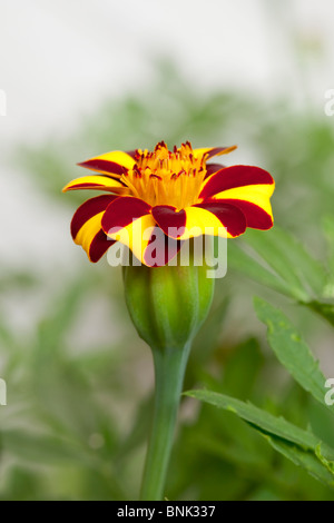 French marigold calendula tagetes compositae Stock Photo