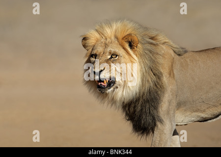 Snarling big male African lion (Panthera leo), Kalahari desert, South Africa Stock Photo