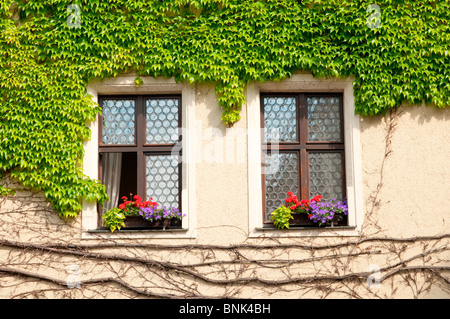 Two windows with flowers and green leafs Stock Photo