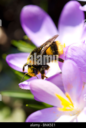 Bumble Bee (Bombus) getting completely covered in pollen whilst visiting lilac crocus flowers in early Spring in Sussex, UK Stock Photo