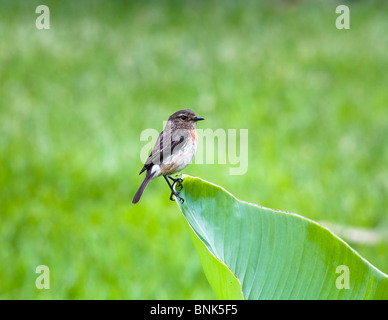 Female African Stonechat (Saxicola torquata), Ruhengeri, Rwanda, Sept 2007 Stock Photo