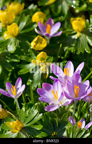 Lilac Crocuses and Yellow Winter Aconite flowers (Eranthus hymalis) in early Spring in Sussex, England Stock Photo