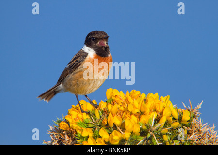 Stonechat; Saxicola torquata; male in song; on gorse Stock Photo