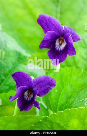 Sweet Violet; Viola odorata Stock Photo