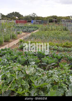 Well tended allotment vegetable garden in summer Stock Photo