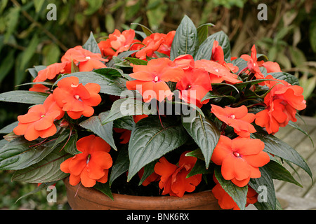 Impatiens or Busy Lizzie New Guinea group, variety 'Riviera Orange' Stock Photo