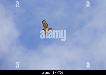 Common Buzzard in flight overhead in Lincolnshire Stock Photo