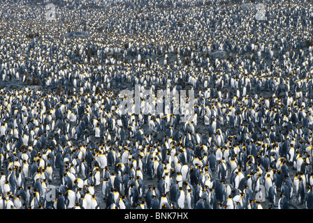 Thousands of King Penguins gather at their breeding grounds at St. Andrews Bay on South Georgia Island in the South Atlantic Ocean near  Antarctica. Stock Photo