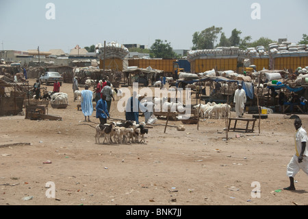 Africa, Senegal, Dakar. Capital city of Dakar. Downtown goat & sheep market. Stock Photo