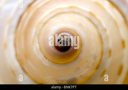 Close up of a seashell Stock Photo