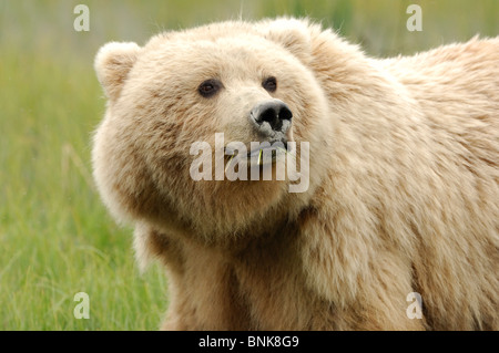 Stock photo closeup portrait of a blonde-phase Alaskan coastal brown bear. Stock Photo