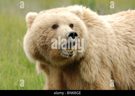 Stock photo closeup portrait of a blonde-phase Alaskan coastal brown bear. Stock Photo