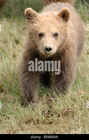 Stock photo closeup image of an Alaskan coastal brown bear cub. Stock Photo