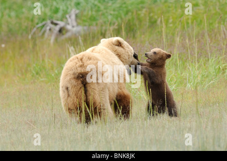 Stock photo of an Alaskan brown bear cub playing with his mother in a meadow. Stock Photo