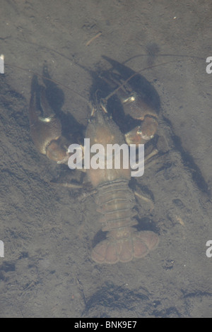 American Signal Crayfish walking on river bottom Stock Photo
