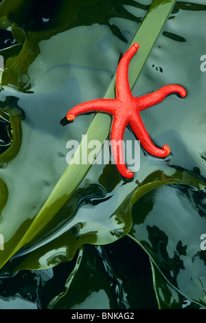 Little red bloodstar starfish on kelp in Washington state's Salt Creek County Park Stock Photo