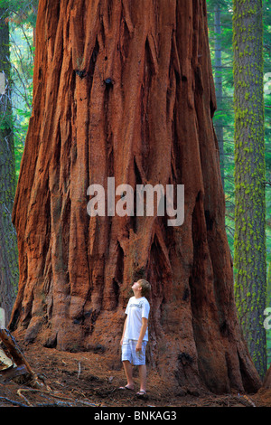 Young hiker and a giant Sequoia tree. Sequoia National Park, California. Stock Photo