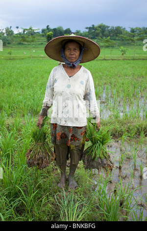 Portrait of Asian farmer planting rice in Caruban Village, East Java, Indonesia Stock Photo