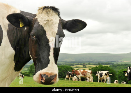 dairy holstein cow, cows Stock Photo