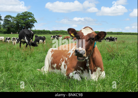 dairy cows in field Stock Photo