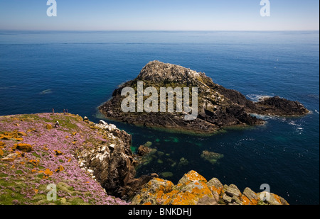 Distant Gannet Colony, Great Saltee Bird Reserve, The Saltee Islands, County Wexford, Ireland Stock Photo