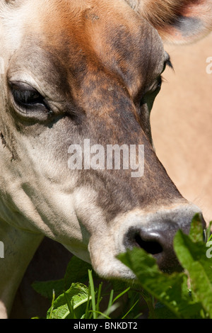 a cow eating grass on a sunny day in devon Stock Photo