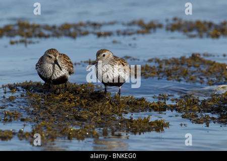 dunlins feeding in a tidel inlet in cornwall Stock Photo