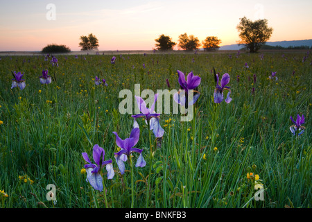 Rhine delta Austria Vorarlberg reeds marsh meadow meadow nature reserve sibirean irises lilies iris spring Morning-red dusk Stock Photo