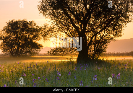 Rhine delta Austria Vorarlberg reeds marsh meadow meadow nature reserve sibirean irises lilies iris spring rising sun ground Stock Photo