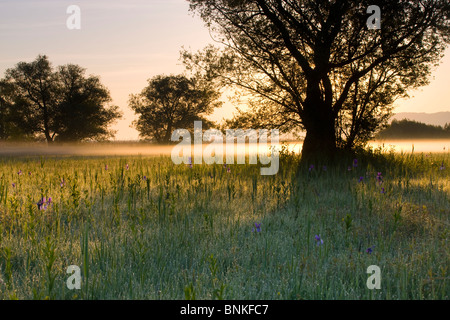 Rhine delta Austria Vorarlberg reeds marsh meadow meadow nature reserve sibirean irises lilies iris spring rising sun ground Stock Photo