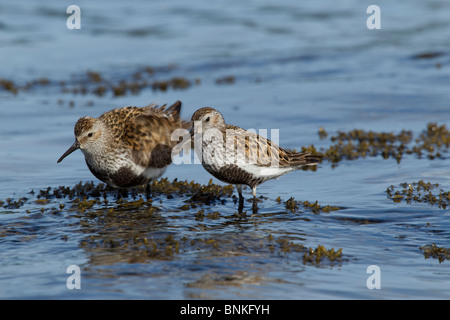 two dunlins feeding in an inlet in Cornwall Stock Photo