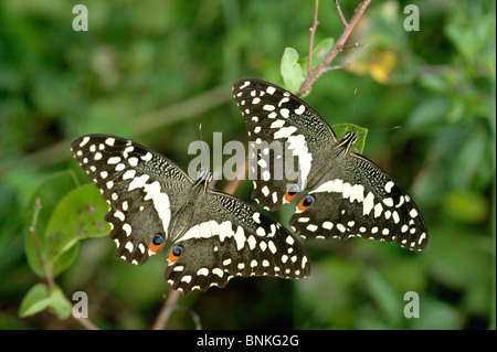 Pair of Citrus Swallowtails on resting on a branch, photographed using selective focusing. iSimangaliso Wetland park, St. Lucia, Kwazulu Natal