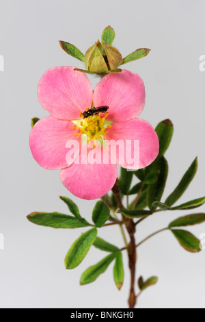 Flower of a pink rock rose (Potentilla fruticosa) with a small syrphid hover-fly Stock Photo