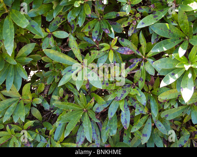 Leaf spot (Gloeosporium rhododendri) rust brown, dark brown lesions on Rhododendrom leaves Stock Photo