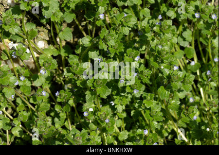 Blue ivy-leaved speedwell (Veronica hederifolia ssp hederifolia) bold plant on flower Stock Photo