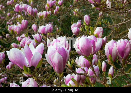 Trebah garden; magnolia tree in flower; Cornwall in spring Stock Photo